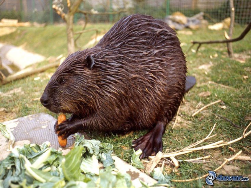 beaver, salad