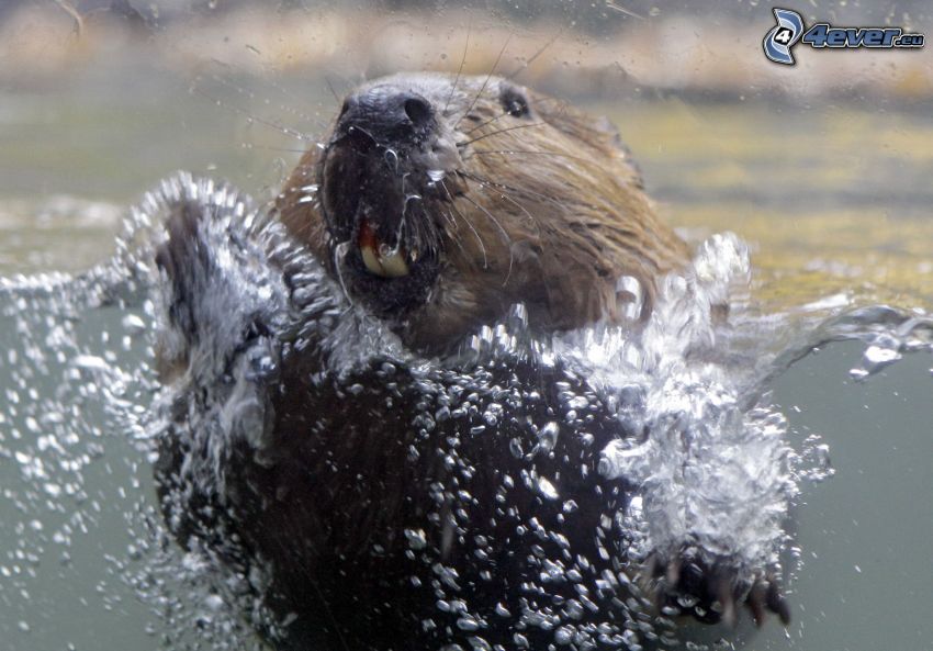 beaver, splash