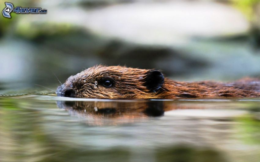 beaver, swimming