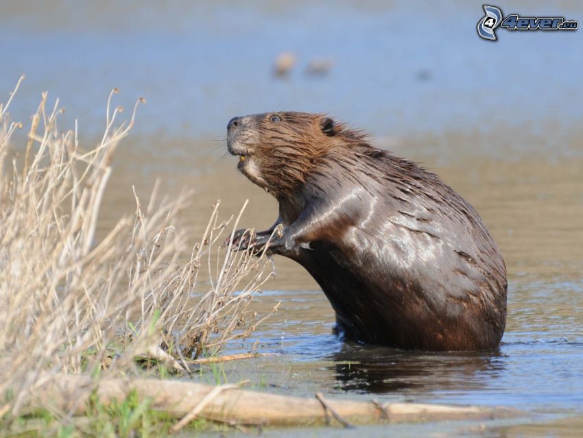 beaver, water