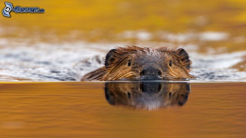 beaver, water surface