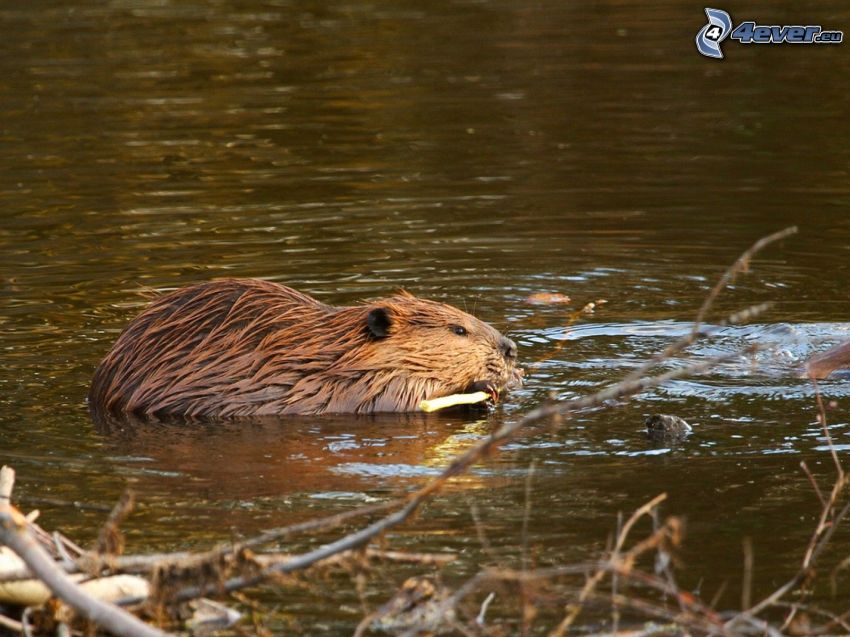 beaver, water surface