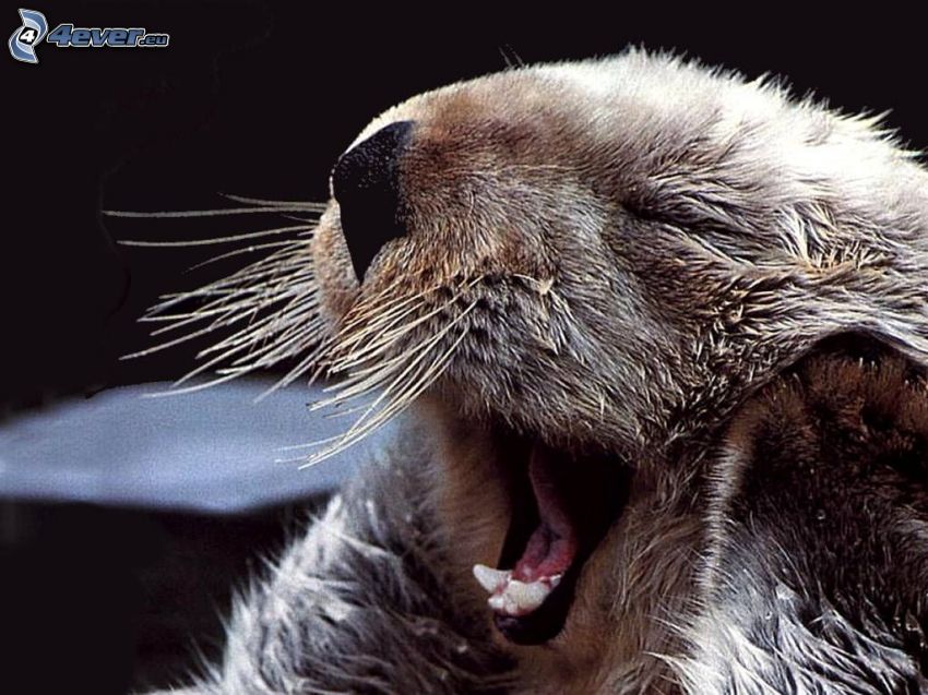 beaver, yawn