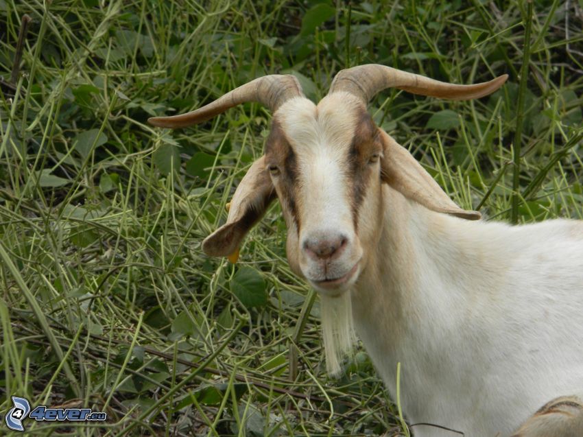billy goat, grass
