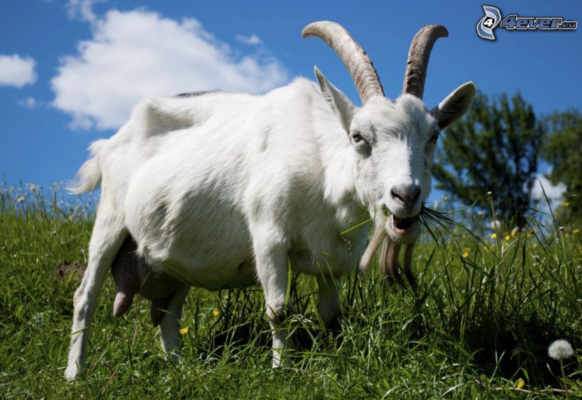 billy goat, grass