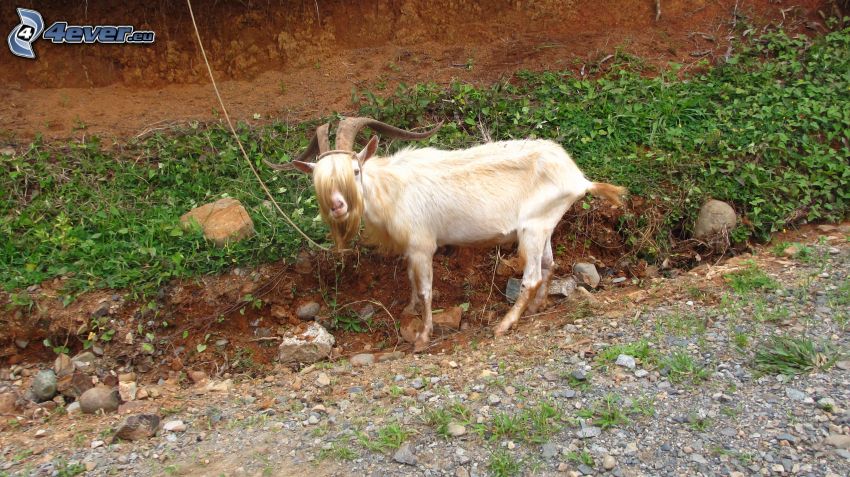 billy goat, road