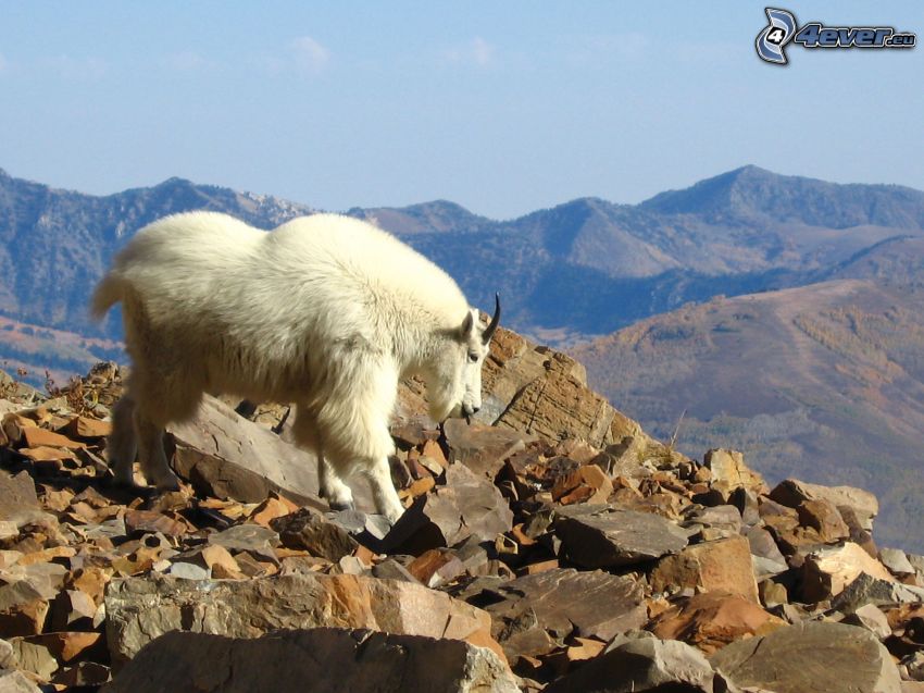 billy goat, rocks, mountain