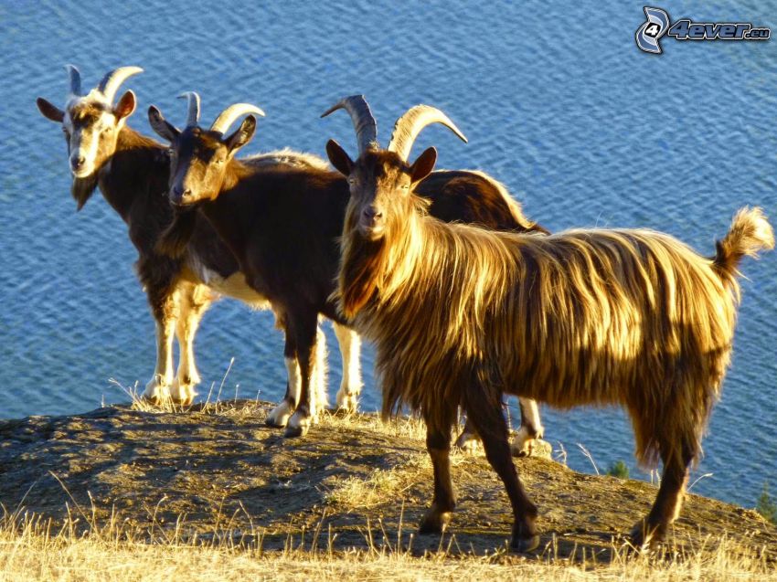 billy goats, lake