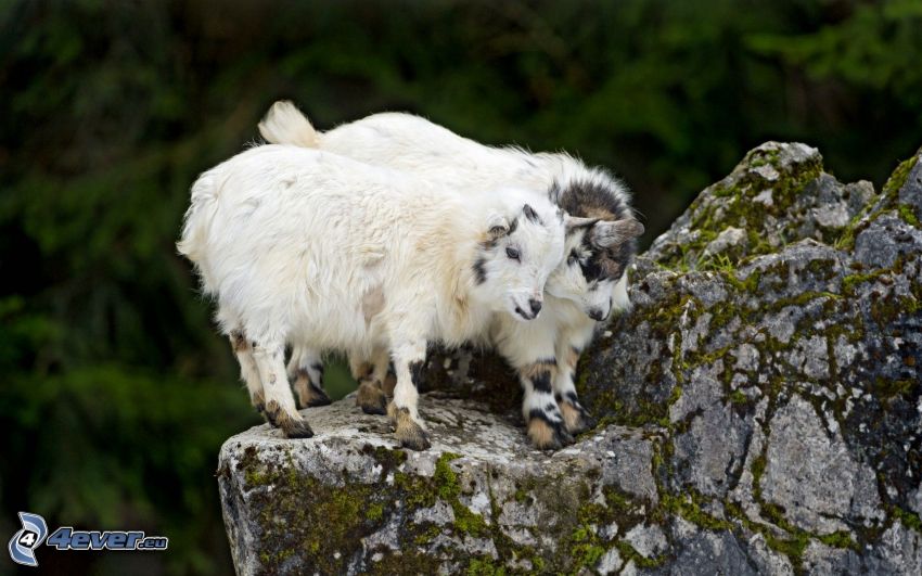 billy goats, rock