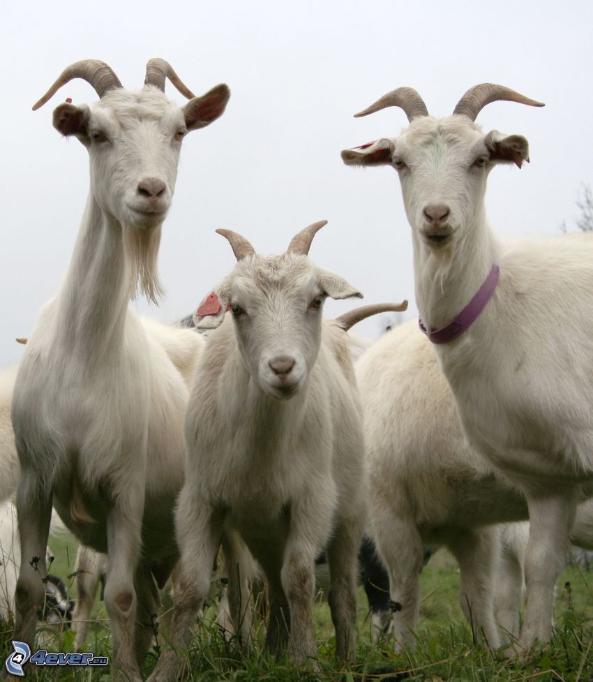 billy goats