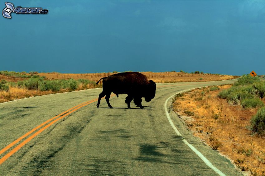 bison, road