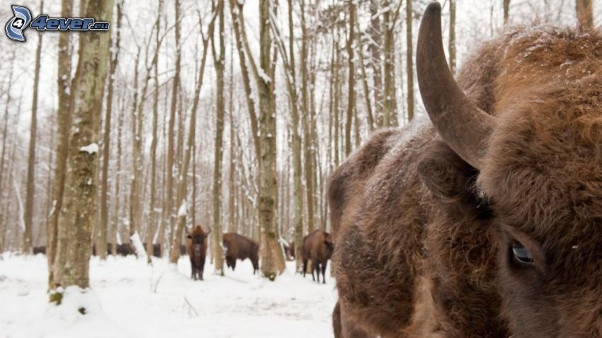 bison, snowy forest