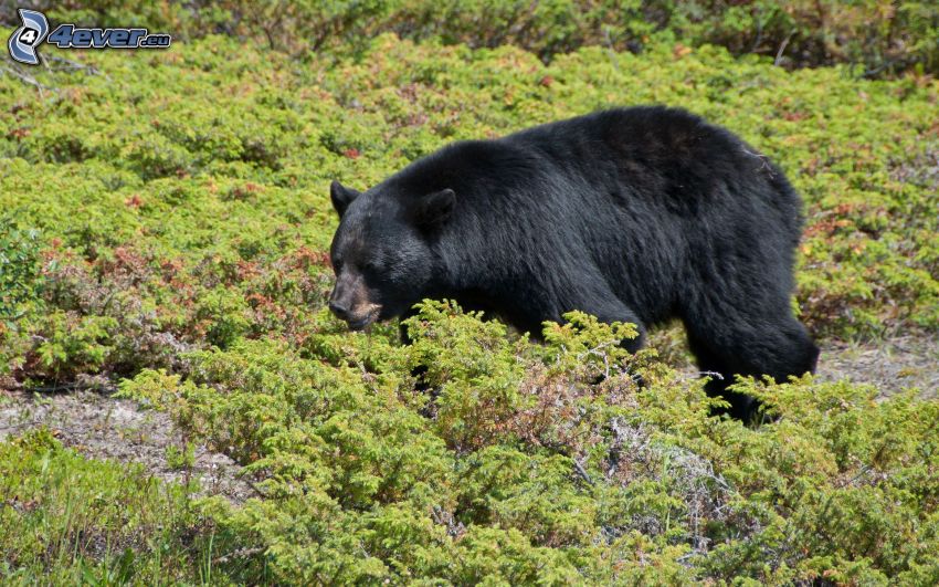 black bear, bushes
