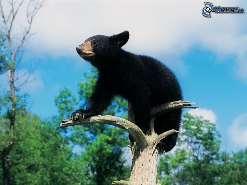 black bear, cub, branch