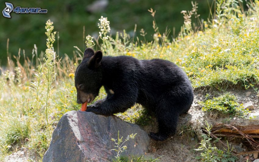 black bear, cub, carrot