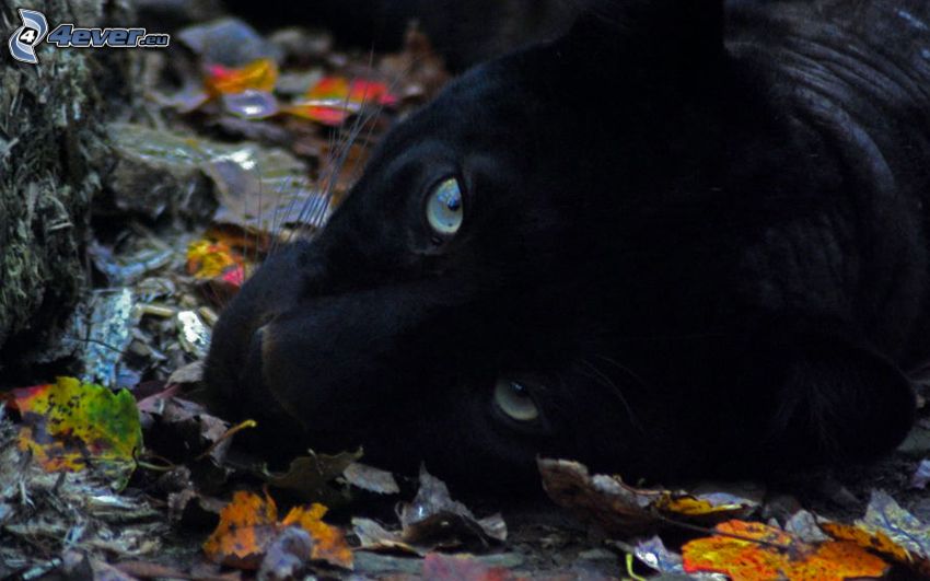 black panther, autumn leaves