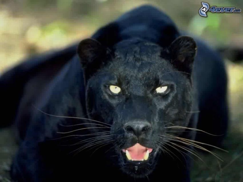 black panther, cougar, wilderness
