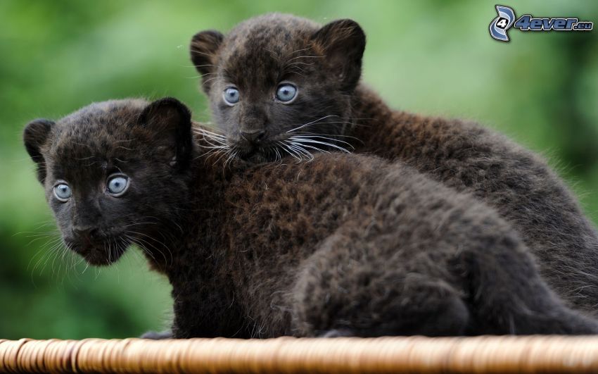 black panther, cubs