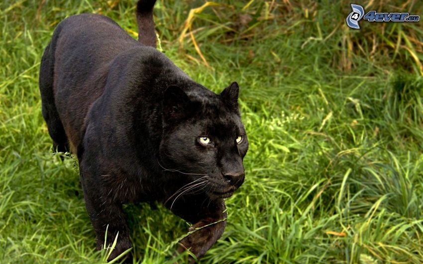 black panther, green grass