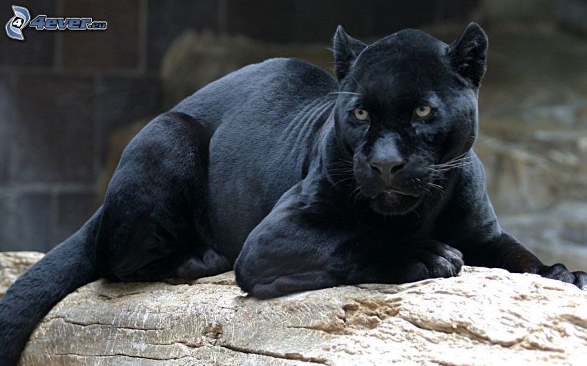 black panther, rock