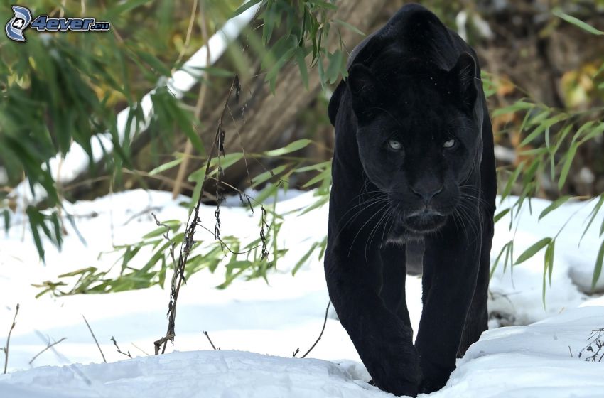 black panther, snow