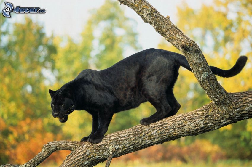 black panther, tree