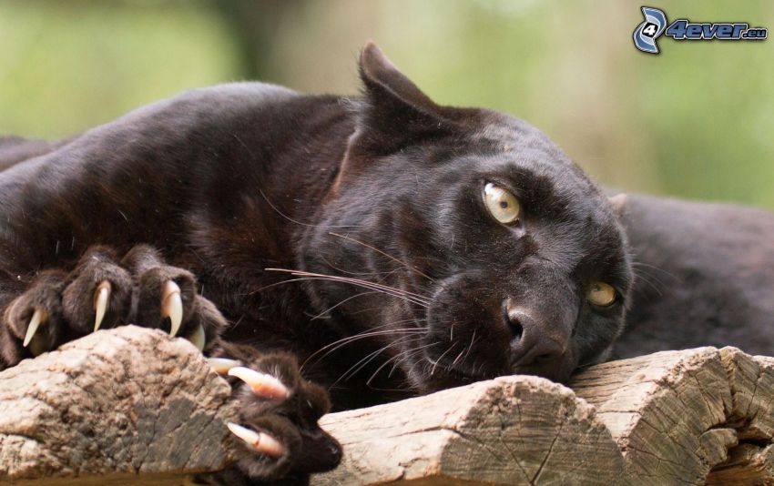 black panther, wood