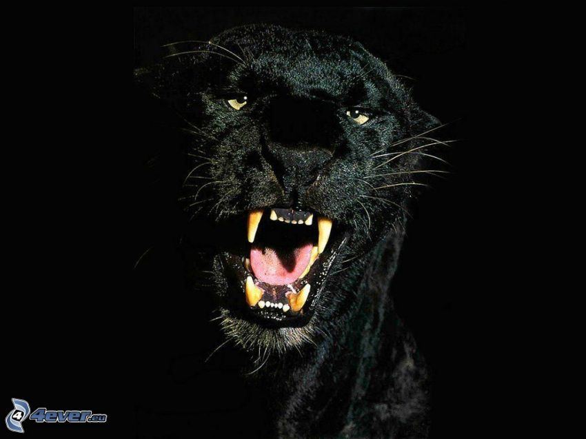 black puma, beast, animal, fangs