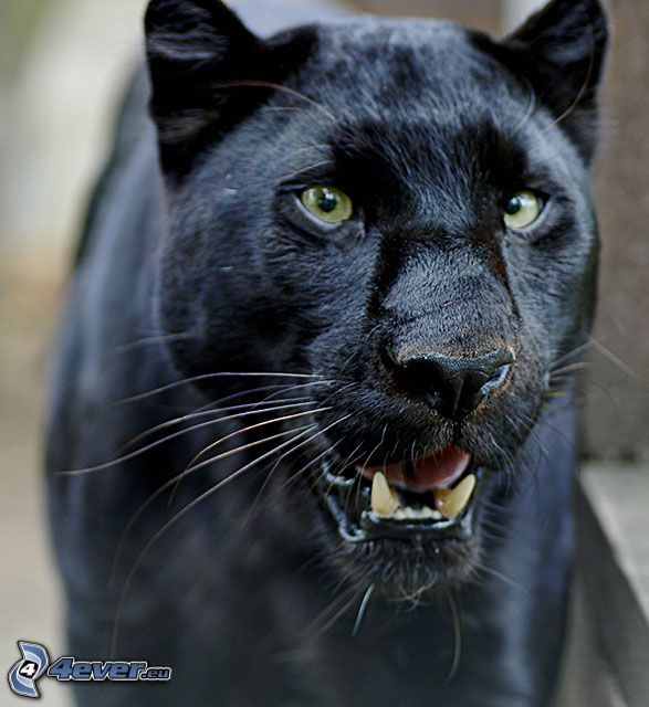 Black puma