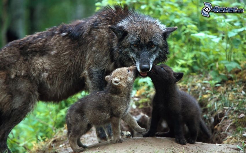 black wolf, puppies, cubs, forest