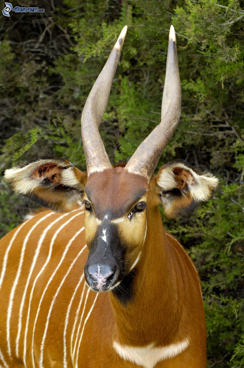 Bongo