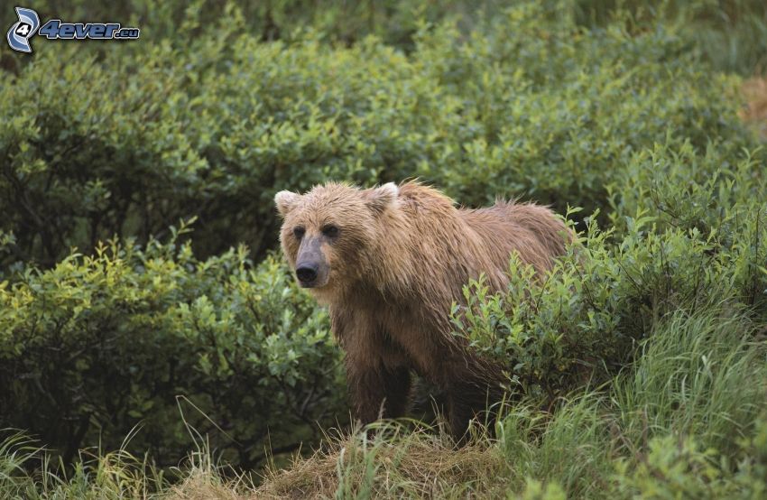brown bear, bushes