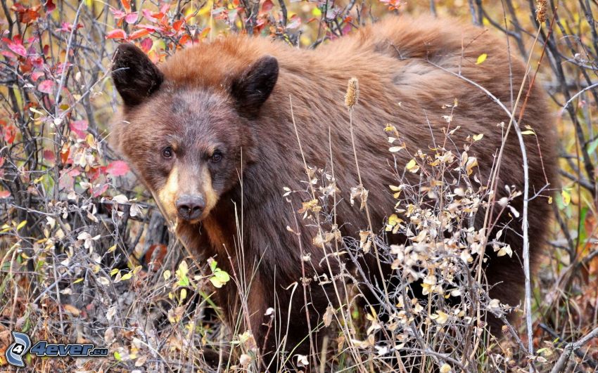 brown bear, cub, bushes