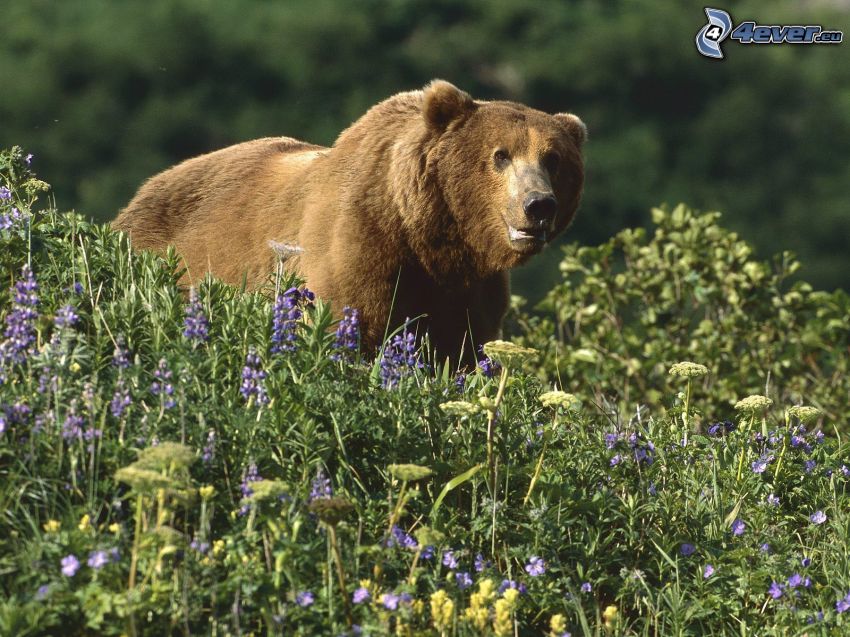 brown bear, field flowers