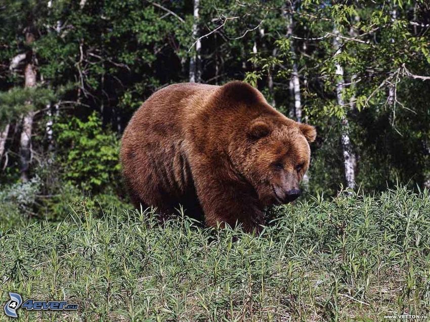 brown bear, forest