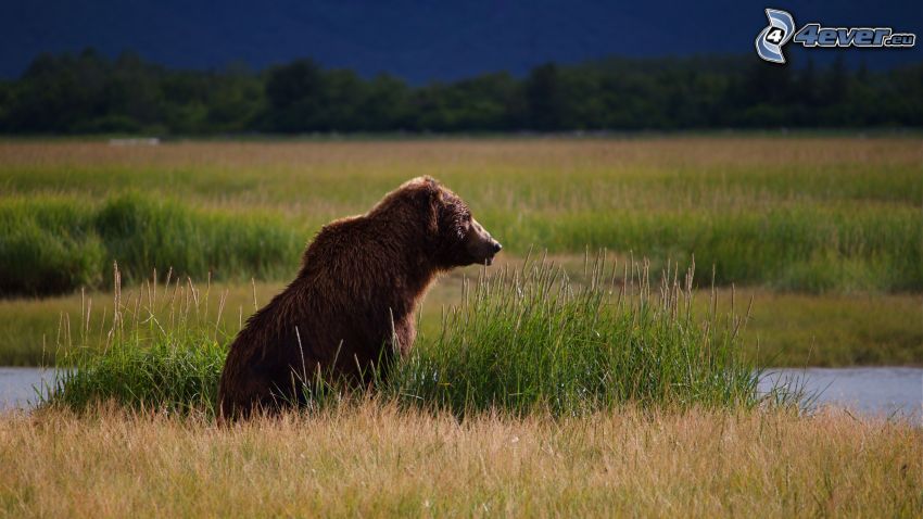 brown bear, grass