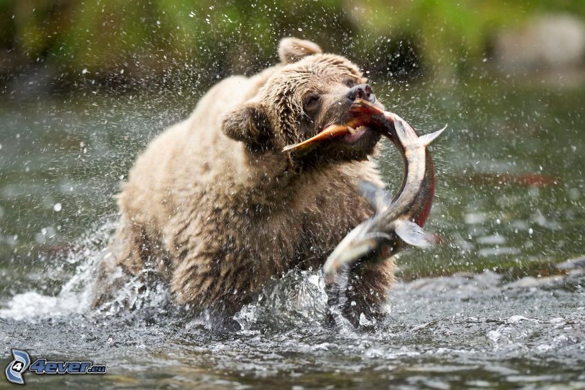 brown bear, hunting, fish