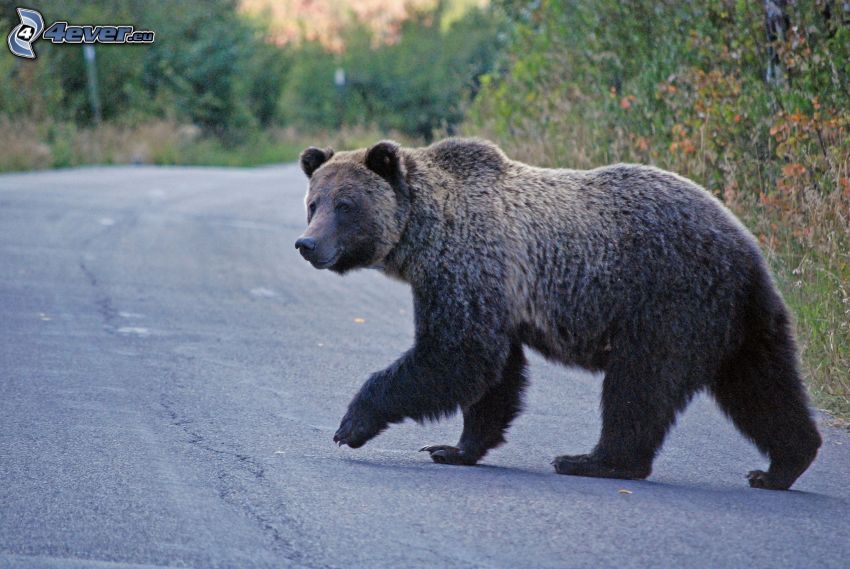brown bear, road