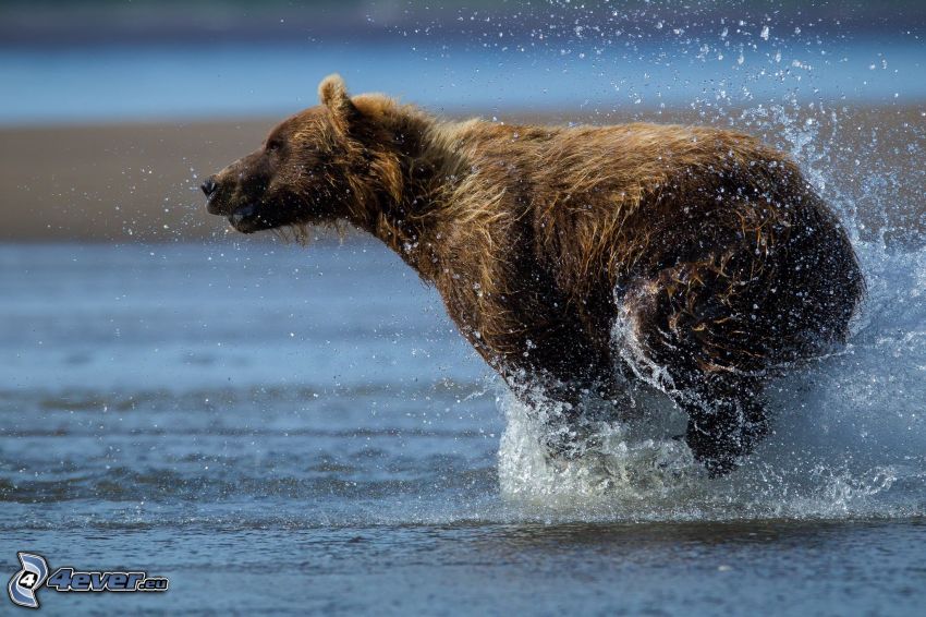 brown bear, running, water, splash