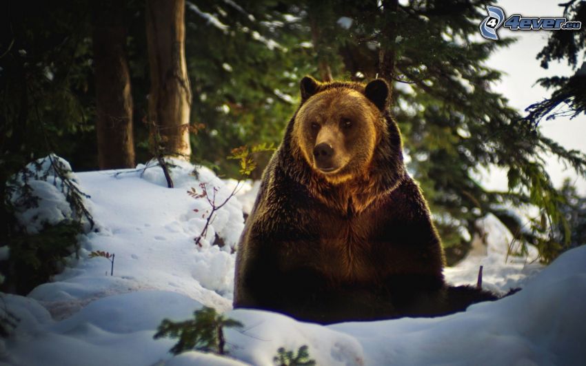 brown bear, snow