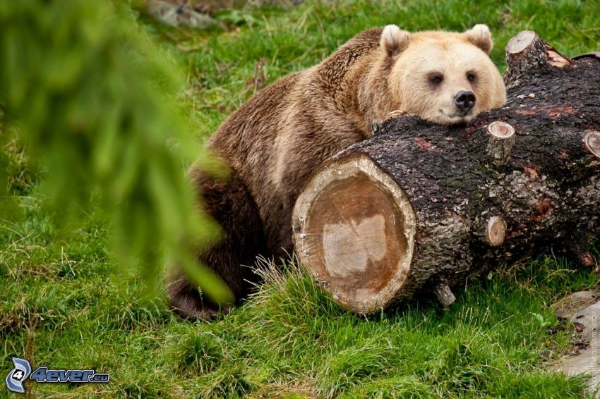brown bear, stump
