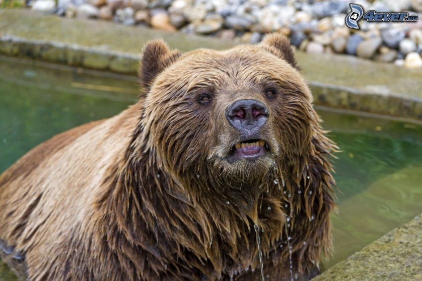 brown bear, water