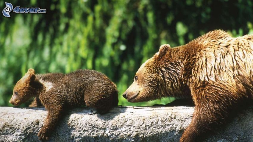 brown bears, cub