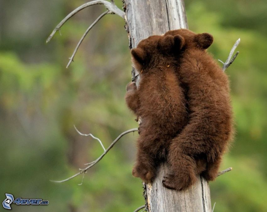 brown bears, cubs, branch