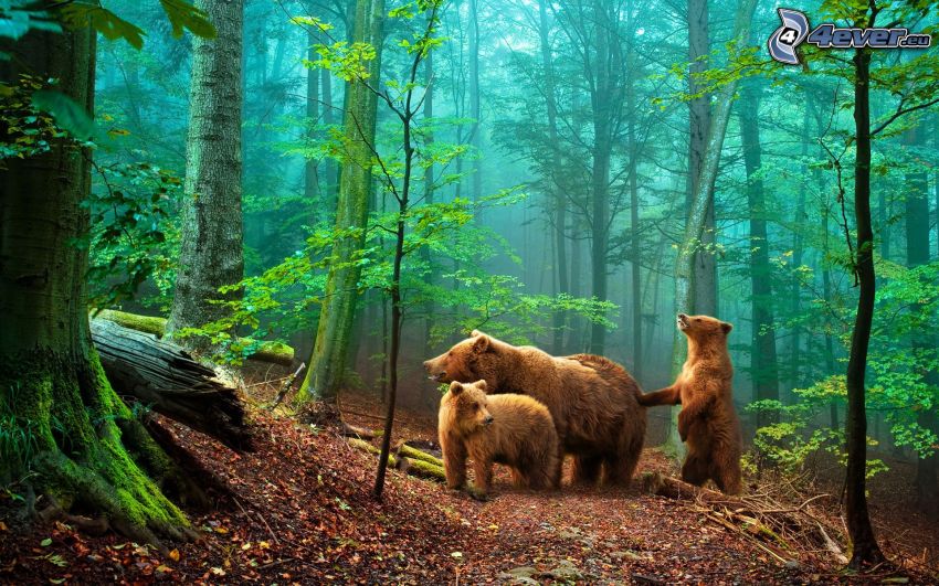 brown bears, cubs, forest