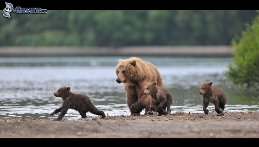 brown bears, cubs, lake