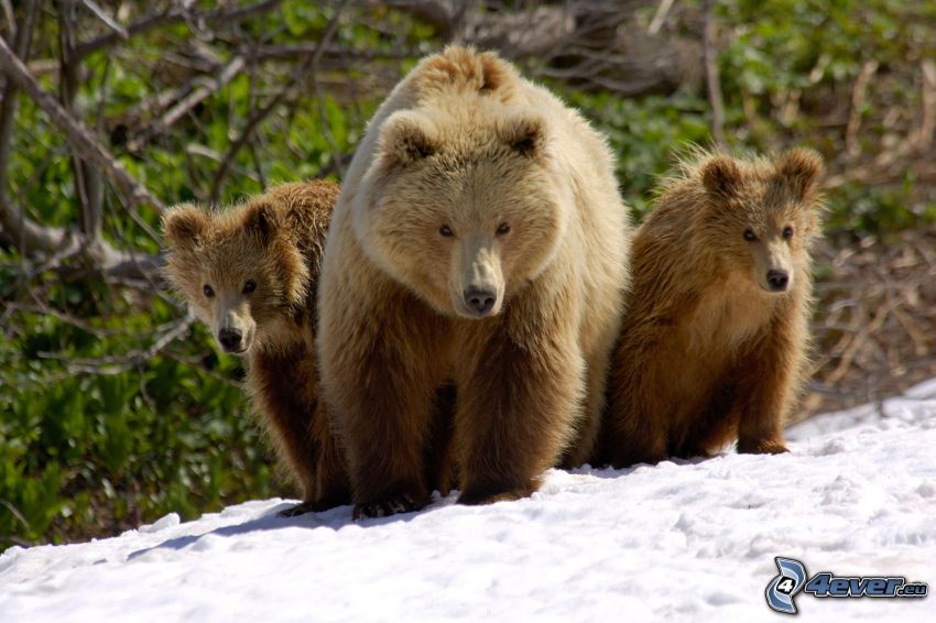 brown bears, cubs, Russia