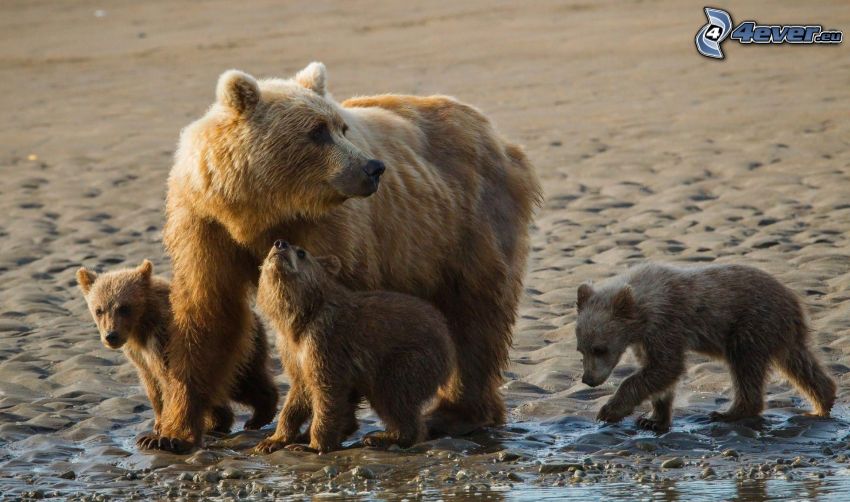 brown bears, cubs, sandy beach
