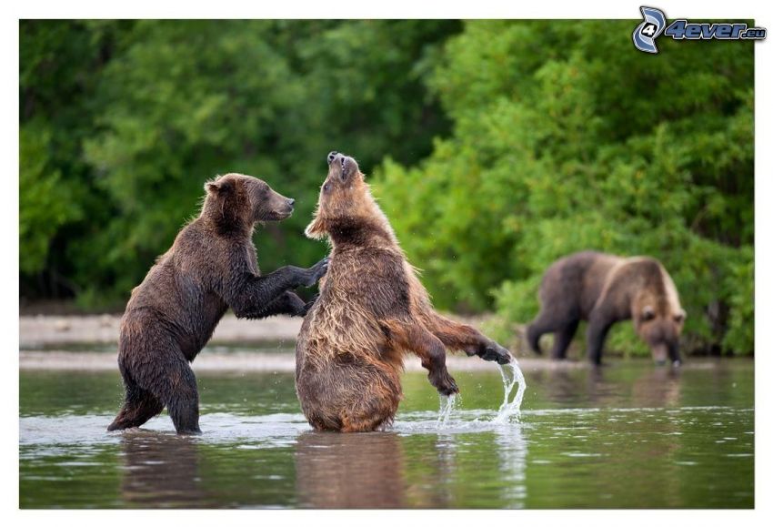 brown bears, cubs, water, game
