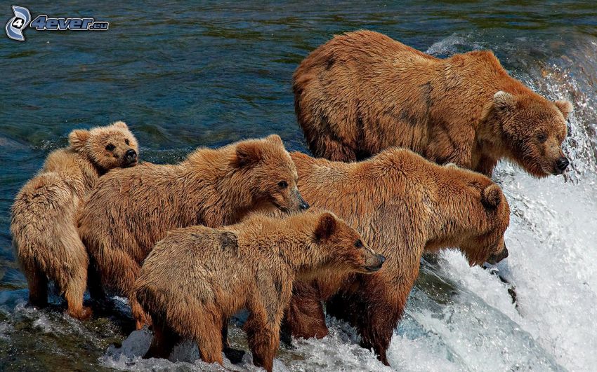 brown bears, cubs, waterfall